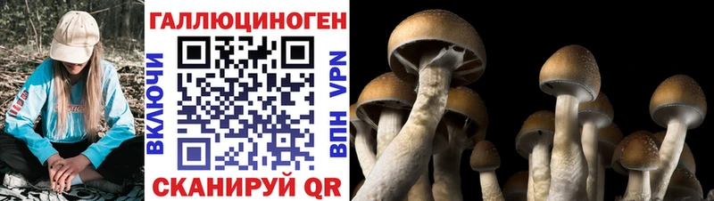 Купить где  Красновишерск  Псилоцибиновые грибы прущие грибы 